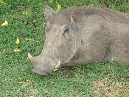 de allerlelijkste beesten die we ooit gezien hebben. Maar in tegen stelling tot de Maasai Mara nu eens niet alleen de konten.......