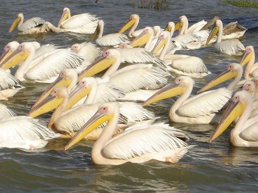 Lake Tana Pelikanen