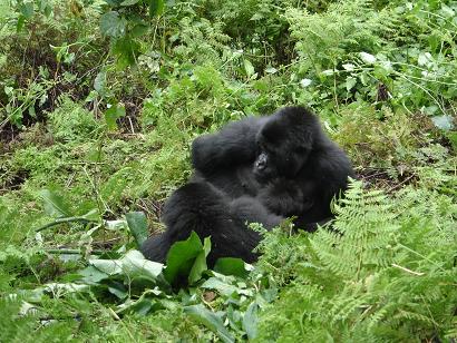 gorilla met kleine