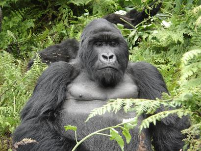 de silverback, de leider van groep.