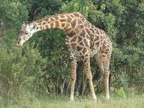 Masaai  Mara giraf