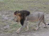 Maasai Mara leeuw