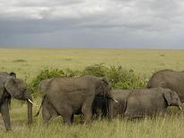 Masaai Mara olifant